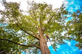  Rising Sun Lebanon, DE Tree Services Pros